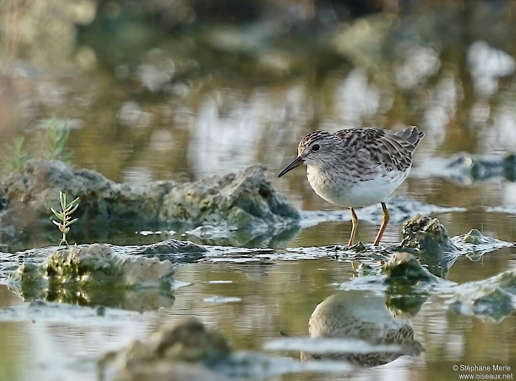 Long-toed Stint