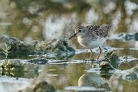 Long-toed Stint