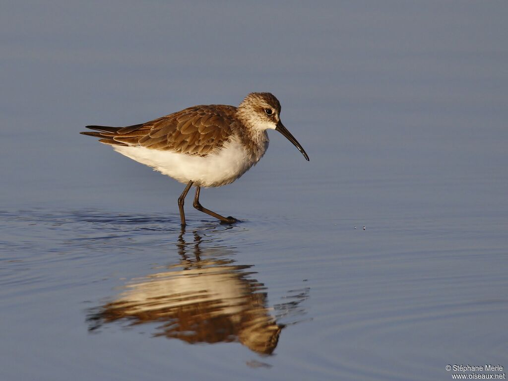 Curlew Sandpiperadult