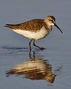 Curlew Sandpiper