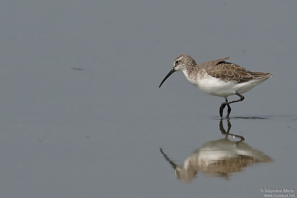 Curlew Sandpiper