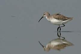 Curlew Sandpiper