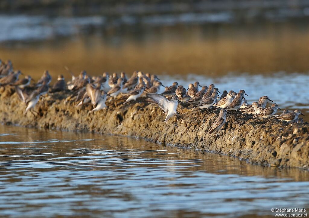 Western Sandpiper