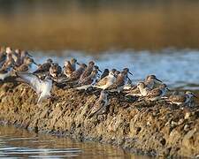 Western Sandpiper