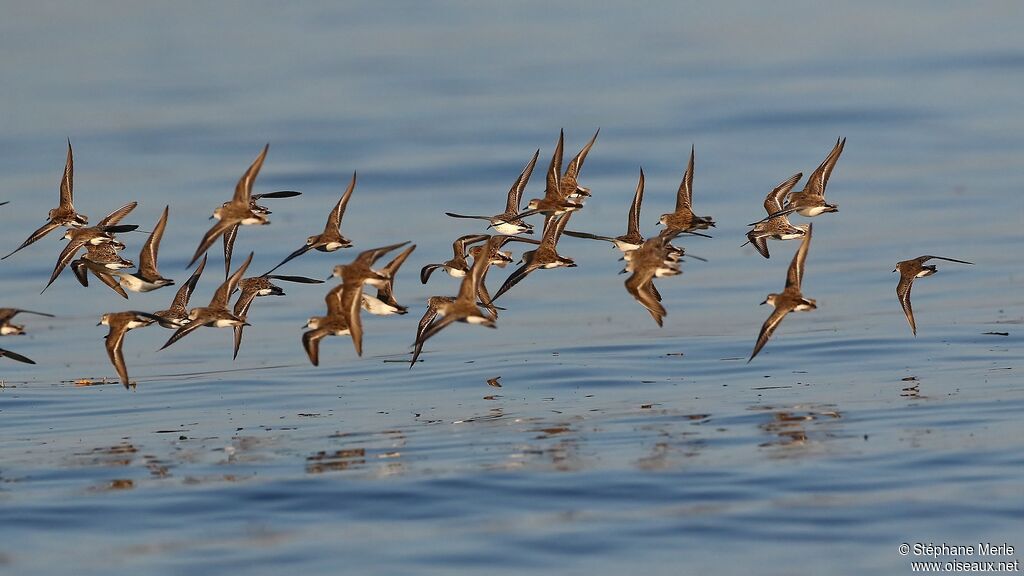 Western Sandpiper