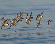 Western Sandpiper