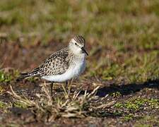 Baird's Sandpiper