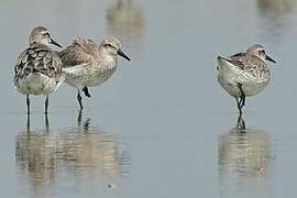 Great Knot