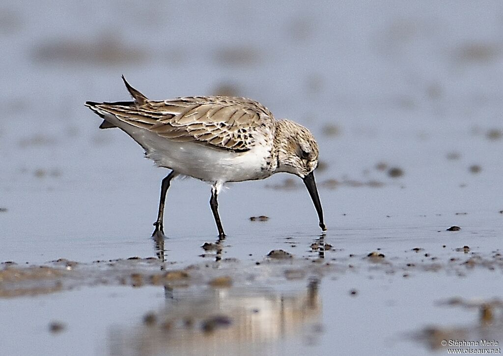 Broad-billed Sandpiper