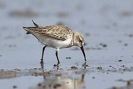 Broad-billed Sandpiper