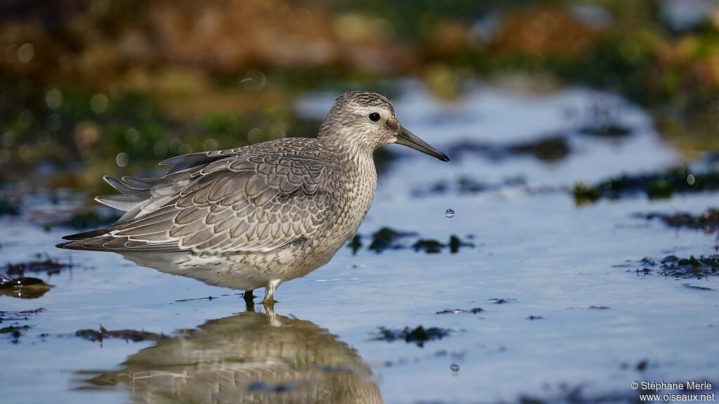 Red Knot