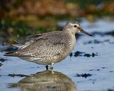 Red Knot