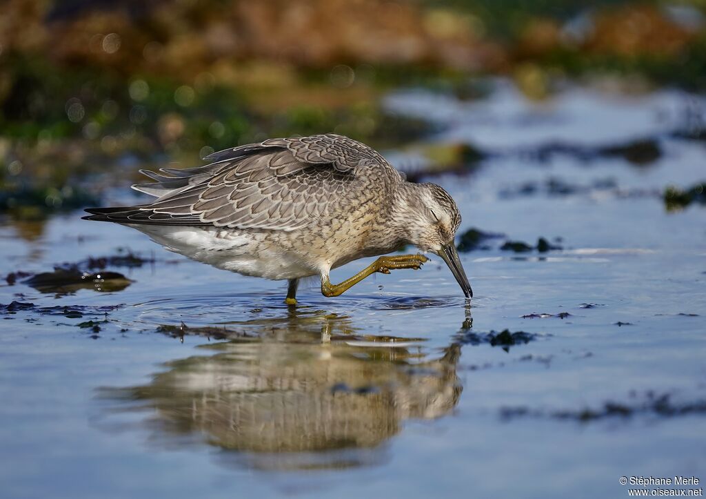 Red Knot