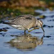 Red Knot