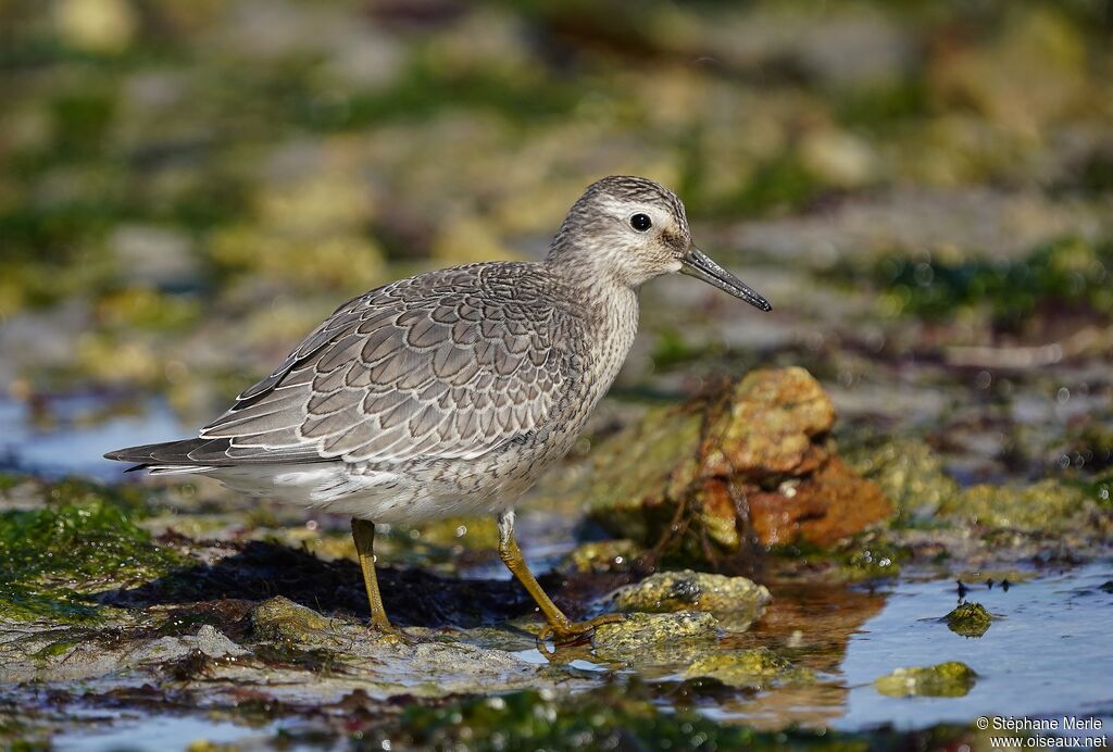 Red Knot