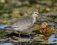 Red Knot