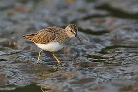 Least Sandpiper