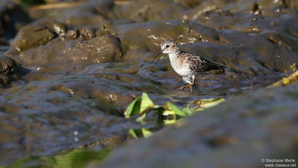 Least Sandpiper