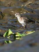 Least Sandpiper