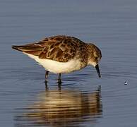 Little Stint