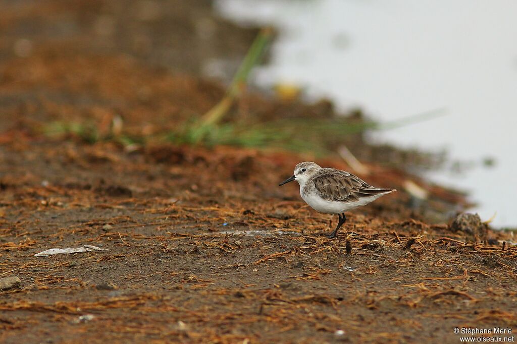 Little Stint