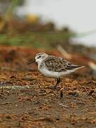 Little Stint