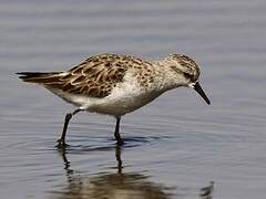 Little Stint