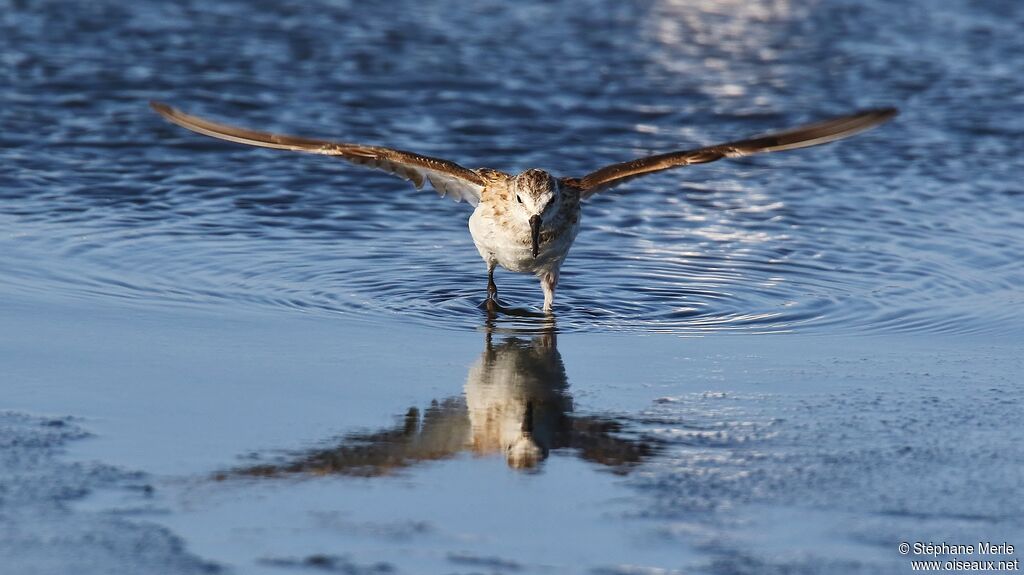 Little Stint