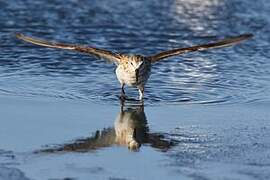 Little Stint