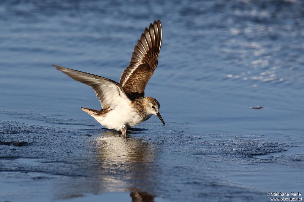 Little Stint