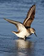 Little Stint