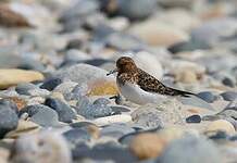 Bécasseau sanderling