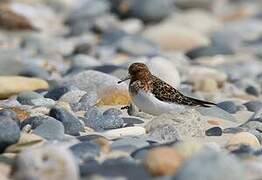 Bécasseau sanderling