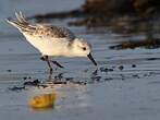 Bécasseau sanderling