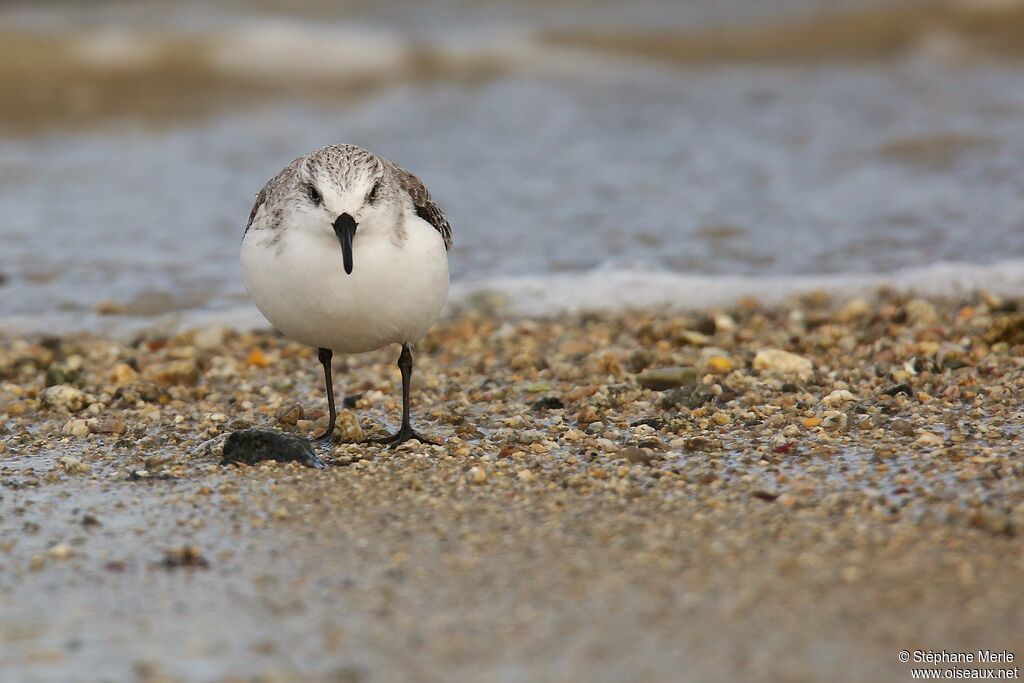 Bécasseau sanderling