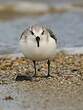 Bécasseau sanderling