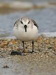 Bécasseau sanderling