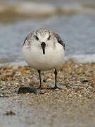 Sanderling