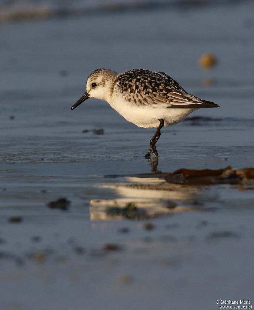 Bécasseau sanderling