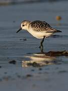 Bécasseau sanderling