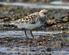 Bécasseau sanderling