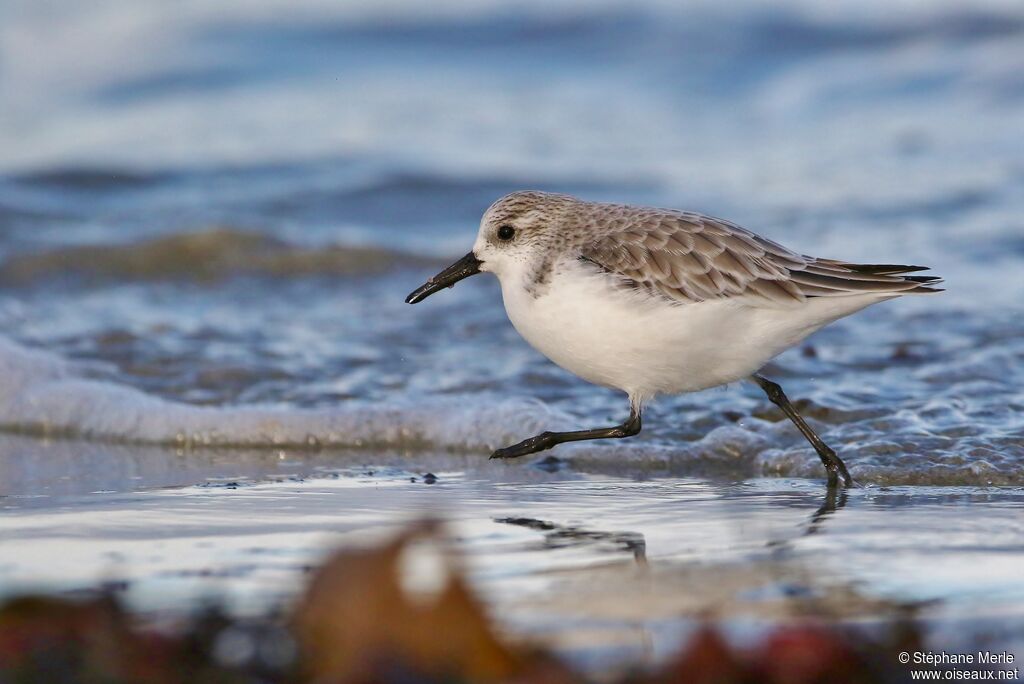 Bécasseau sanderling