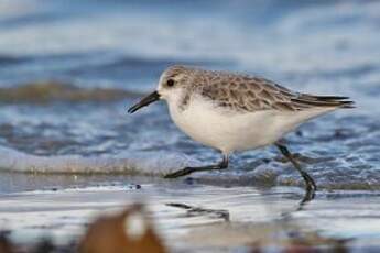 Bécasseau sanderling