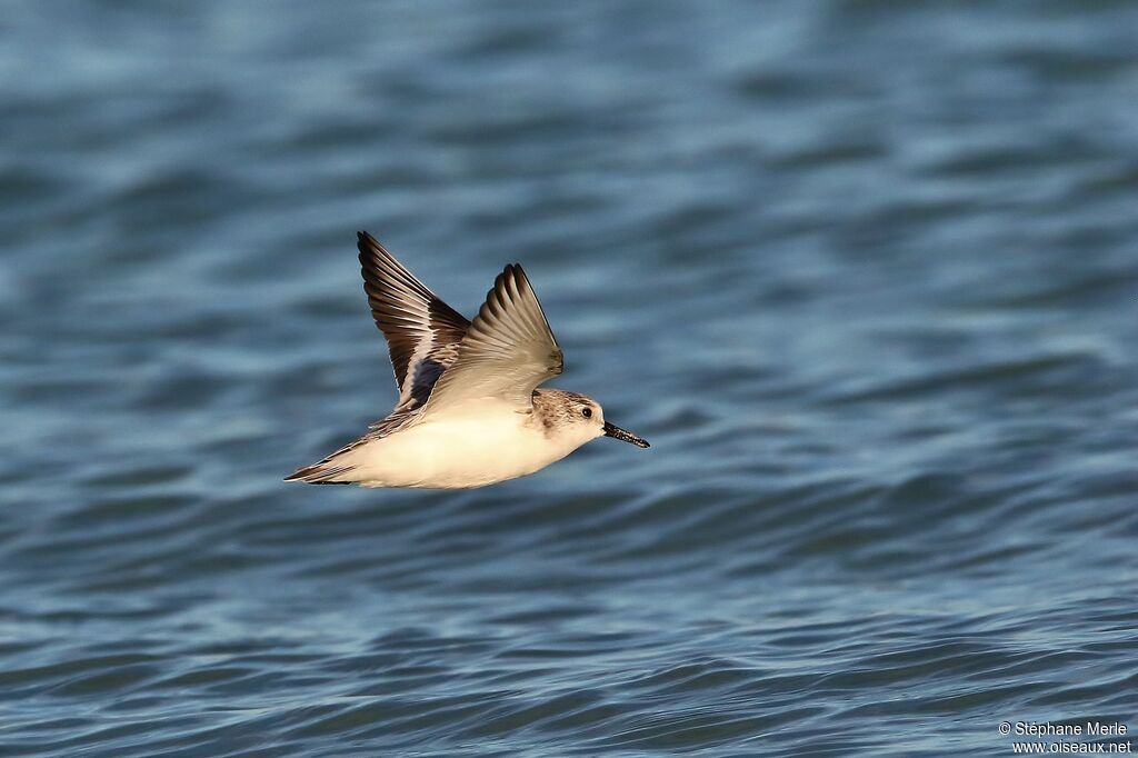 Sanderling