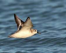 Bécasseau sanderling