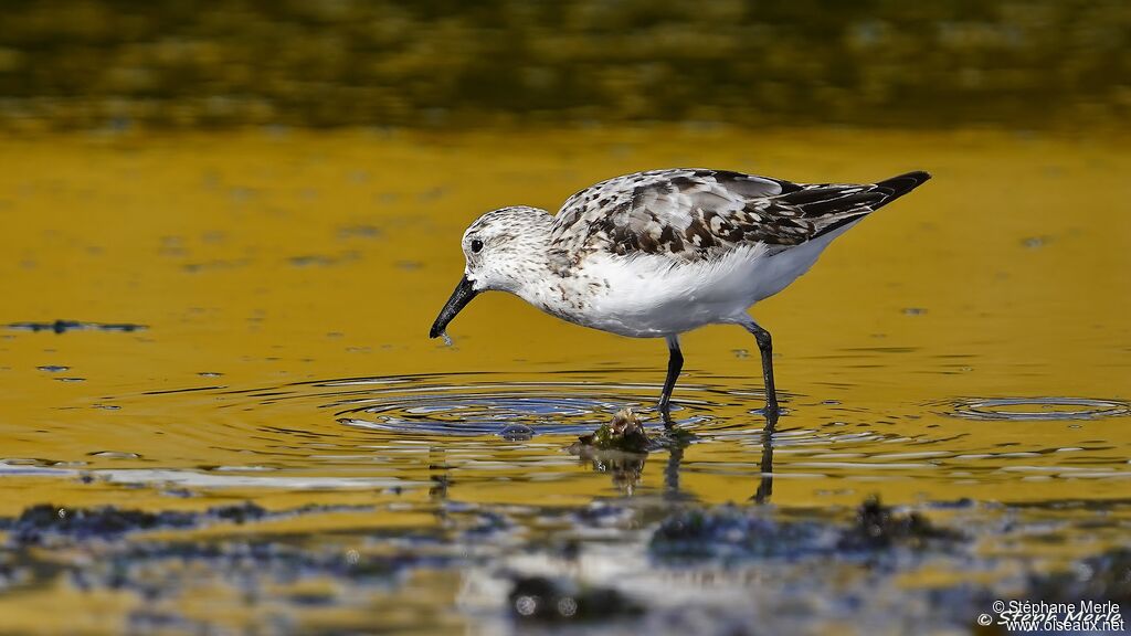 Sanderling