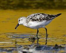 Bécasseau sanderling