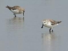 Spoon-billed Sandpiper