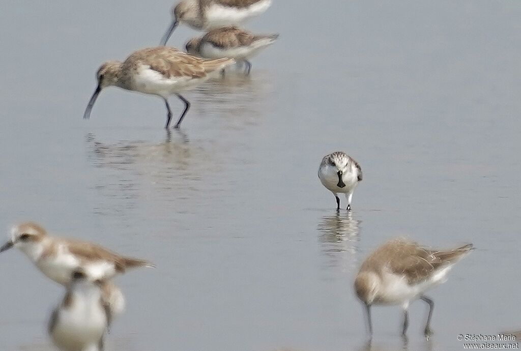 Spoon-billed Sandpiperadult post breeding