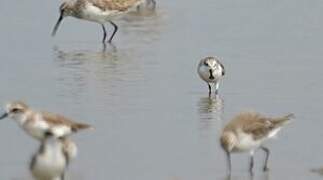 Spoon-billed Sandpiper